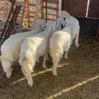 خرفان فل شحم. تم البيع