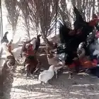 دجاج عربي بياض