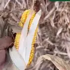 عرض خاص لمربي الإبل