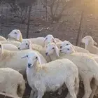 للبيع بهم تربيه