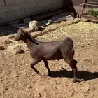 تيس مشروع فحل