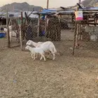 نعجه حريه معها رخل