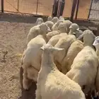 غنم مرابي بر نظيف م روط