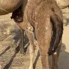 حشو فل شحم على حليب امه والرعي