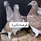 زاجل سباق فاخر