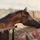 مهره شعبيه كفو منوة القاني للبيع او البدل