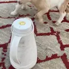 تيوس قزميه للبيع