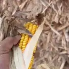 قصب الذرة الشامية