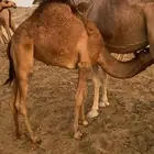 قعود ع حليب امه