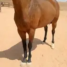 فرس انجليزيه سبووق