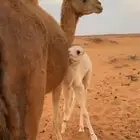 للبيع ناقه خلفه