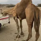 بعير فحل ساحلي