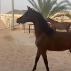 حصان واهو