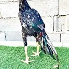 ديك سندي نسل عم غبشان