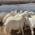 بهم حري الدوادمي