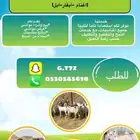 الله يحييكم