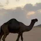 بعير