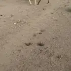 ناقه وضحا كفو