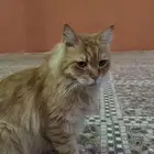 قط للتبني
