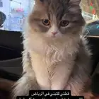 تم التبني   قطة حلوة للتبني قطتين