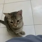 تبني قطط