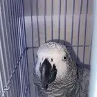 ببغاء كاسكو