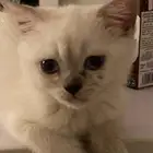 بيع قطط سكوتش فولد