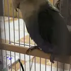 ببغاء روز