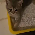قطط سكوتش ستريت