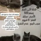 قطة أنثى ( قطوة )