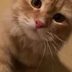 قط شيرازي