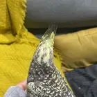 كروان فراشه أليف جدا و هادي وحجم طيب