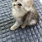 قطط للبيع