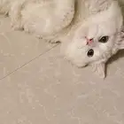 قط ذكر للتبني