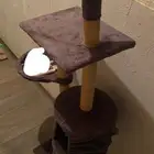 خداشة قطط للبيع