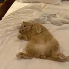 قط ذكر لتزاوج