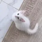 كيتن شيرازي للبيع