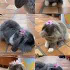 ارنب هولند لوب