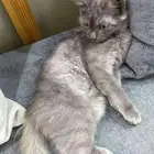 قطه مهجنه فصيلتها سكوتش و شيرازي