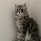 قط شيرازي للتزاوج