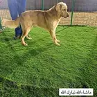 للبيع كلب قولدن رتريفر