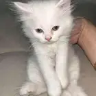قط شيرازي ذكر عمره شهر