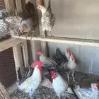 دجاج فيومي