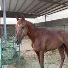 خيال شعبي صافي الاب شعبي الام شعبيه العمر 3سنوات معسوف