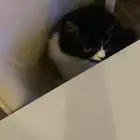 قطة توكسيدو للتبني