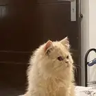 بسه ذكر للتبني