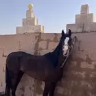 حصان واهو اوراق شيخ ماشاءالله تبارك الرحمن