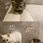قطط