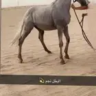 المهر مهجن