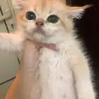 ذكر برتش للبيع